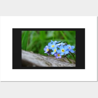 Forget-Me-Not Posters and Art